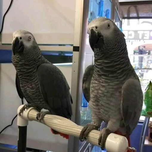 African Gray Parrot For Sale
