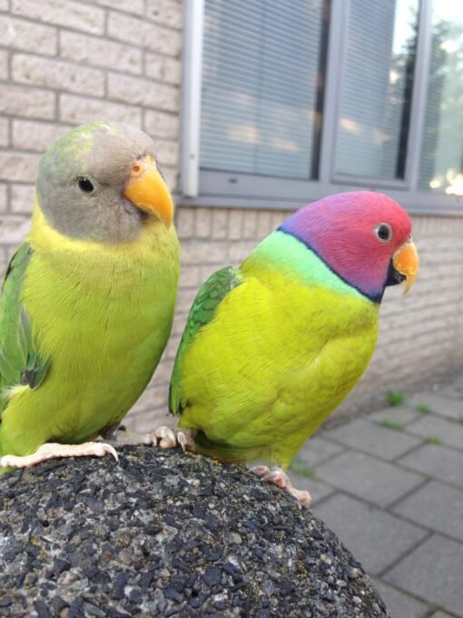 Buy Plum Headed Parakeet UK